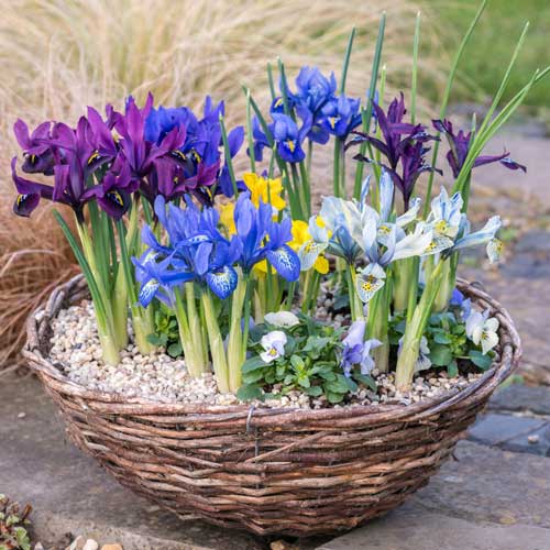 Tolles Angebot! Geäderte Iris Farbmischung, Set von 3 Sorten interface.art Bild 1 Tolles Angebot! Geäderte Iris Farbmischung, Set von 3 Sorten interface.image 1 interface.art 68116