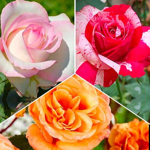 Tolles Angebot! Großblumige Rosen, Set mit 3 Setzlingen interface.art Bild 1 Tolles Angebot! Großblumige Rosen, Set mit 3 Setzlingen interface.image 1 interface.art 5890