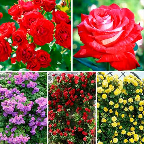 Tolles Angebot! Kletterrosen-Set Top Garden, Setzlinge 5er Set interface.art Bild 1 Tolles Angebot! Kletterrosen-Set Top Garden, Setzlinge 5er Set interface.image 1 interface.art 5210