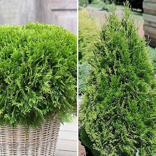 Tolles Angebot! Nadelbaum Duo, Set mit 2 Setzlingen interface.image 1 interface.art 9468