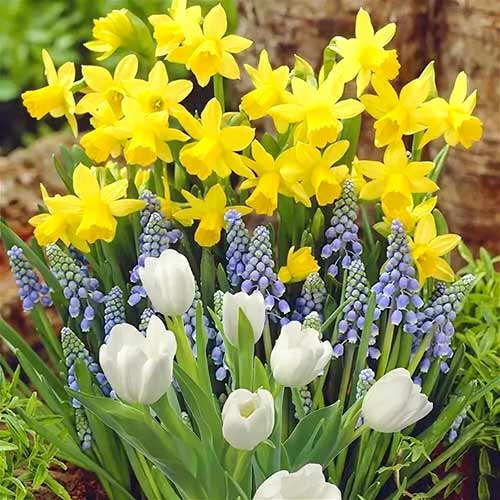 Tolles Angebot! Narzisse, Tulpe, Armenischen Traubenhyazinthe, Set von 30 Sorten interface.image 1 interface.art 67902