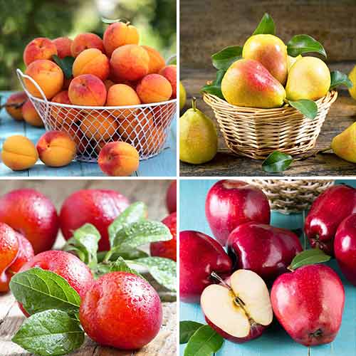 Tolles Angebot! Obstkuchen, Set mit 4 Setzlingen interface.art Bild 1 Tolles Angebot! Obstkuchen, Set mit 4 Setzlingen interface.image 1 interface.art 5873