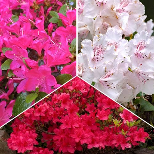 Tolles Angebot! Rhododendron, Set mit 3 Setzlingen interface.art Bild 1 Tolles Angebot! Rhododendron, Set mit 3 Setzlingen interface.image 1 interface.art 2031