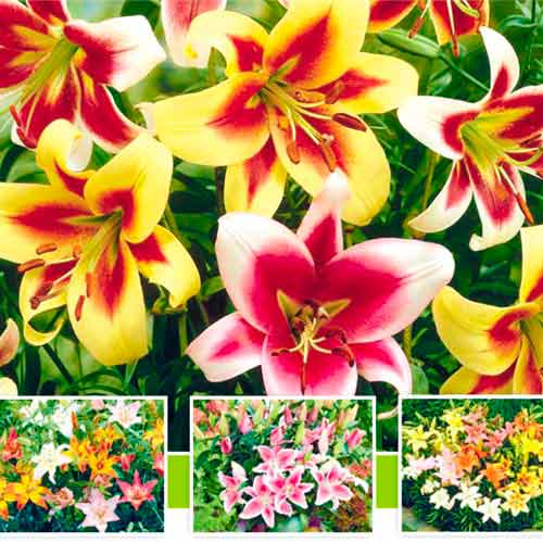 Tolles Angebot! Riesen-Baum-Lilie, 5 Knollen interface.art Bild 1 Tolles Angebot! Riesen-Baum-Lilie, 5 Knollen interface.image 1 interface.art 76474