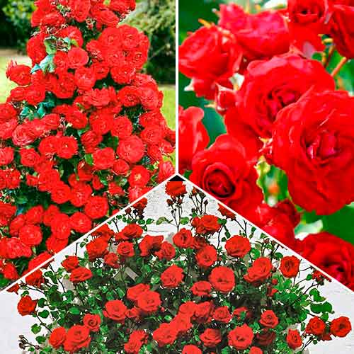 Tolles Angebot! Rosenset Flower Symphony, Setzlinge 3er Set interface.art Bild 1 Tolles Angebot! Rosenset Flower Symphony, Setzlinge 3er Set interface.image 1 interface.art 5211