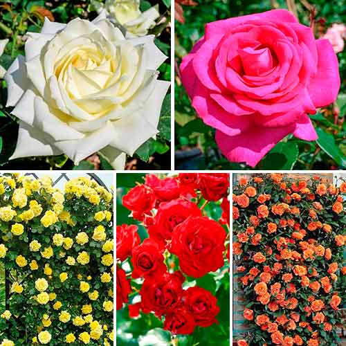 Tolles Angebot! Rosenset Flower Symphony, Setzlinge 5er Set interface.art Bild 1 Tolles Angebot! Rosenset Flower Symphony, Setzlinge 5er Set interface.image 1 interface.art 5212