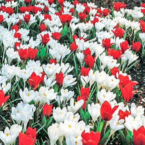 Tolles Angebot! Tulpe, Set von 10 Sorten interface.image 1 interface.art 67543