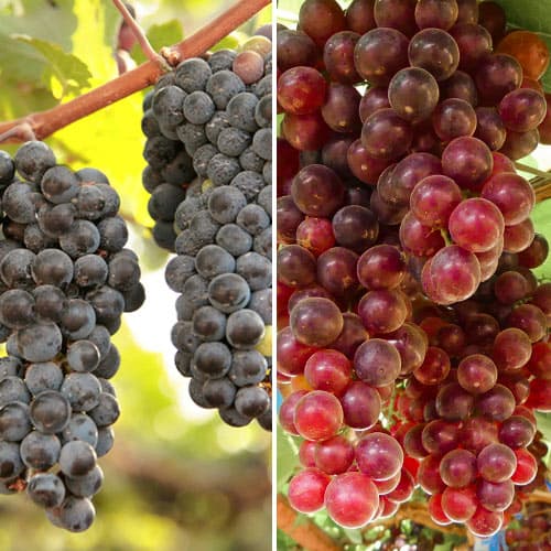 Tolles Angebot! Weintrauben der Sorte Rose, Set mit 2 Setzlingen interface.image 1 interface.art 5577