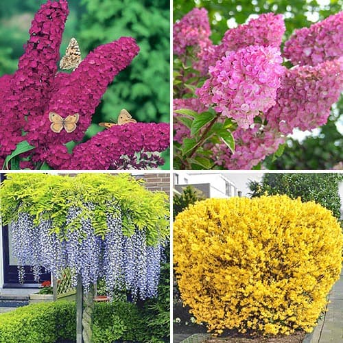 Tolles Angebot! Ziersträucher Bunter Garten, Set mit 4 Setzlingen interface.image 1 interface.art 9187