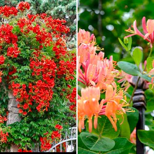 Tolles Angebot! Ziersträucher, Set mit 2 Setzlingen interface.image 1 interface.art 4817