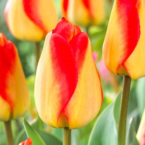 Tulpe American Dream interface.image 1 interface.art 68026