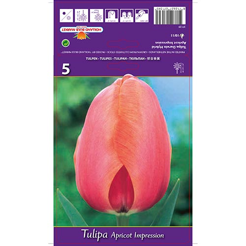 Tulpe Apricot Impression interface.image 1 interface.art 67687