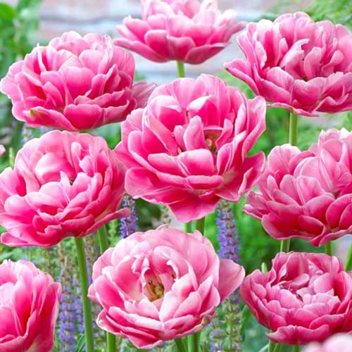 Tulpe Aveyron interface.image 2 interface.art 68075