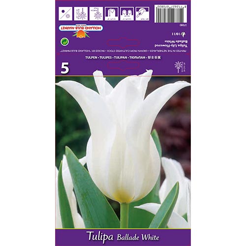 Tulpe Ballade White interface.image 1 interface.art 67691