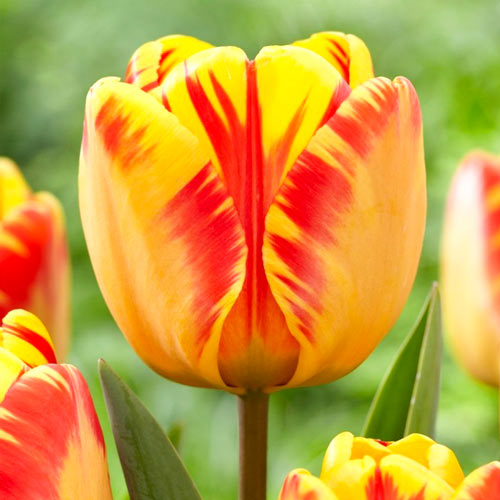 Tulpe Banja Luka interface.image 1 interface.art 68103