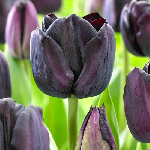 Tulpe Black Jack interface.image 1 interface.art 67839