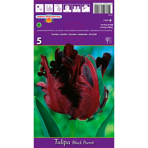 Tulpe Black Parrot interface.image 1 interface.art 67489