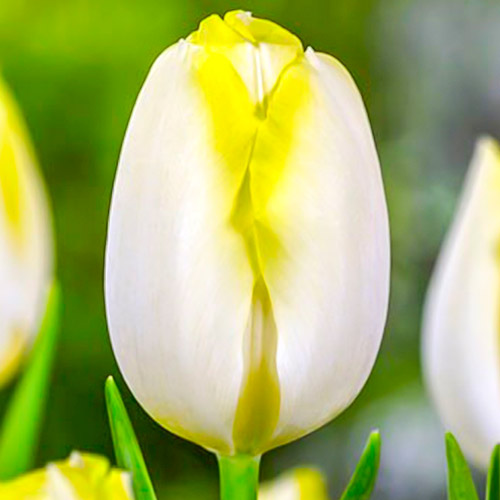 Tulpe Bolroyal Silver interface.image 1 interface.art 67706