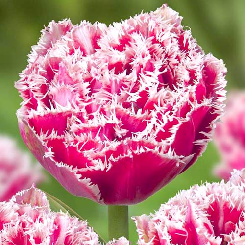 Tulpe Brest interface.image 1 interface.art 68076