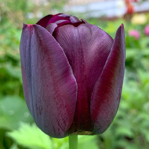 Tulpe Cafe Noir interface.image 1 interface.art 67739