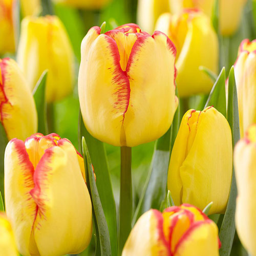 Tulpe Cape Town interface.image 1 interface.art 67742