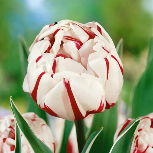 Tulpe Carnaval de Nice interface.image 1 interface.art 67738