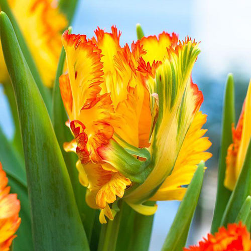 Tulpe Carribean Parrot interface.image 1 interface.art 67491