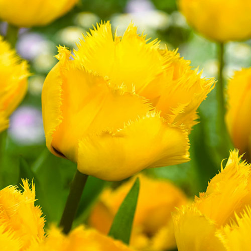 Tulpe Crystal Star interface.image 1 interface.art 67744