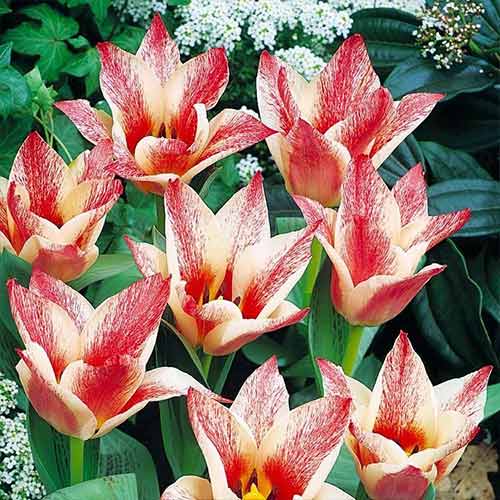 Tulpe Czaar Peter interface.image 1 interface.art 70266