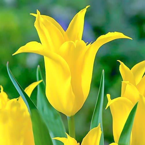 Tulpe Dancing Show interface.image 1 interface.art 67513