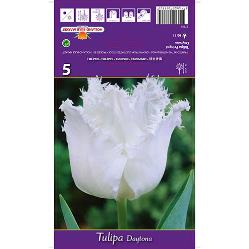 Tulpe Daytona interface.image 1 interface.art 67723