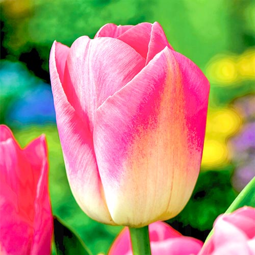 Tulpe Dynasty interface.image 1 interface.art 68034