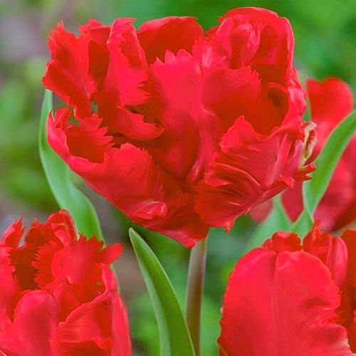 Tulpe Erna Lindgreen interface.image 1 interface.art 70260