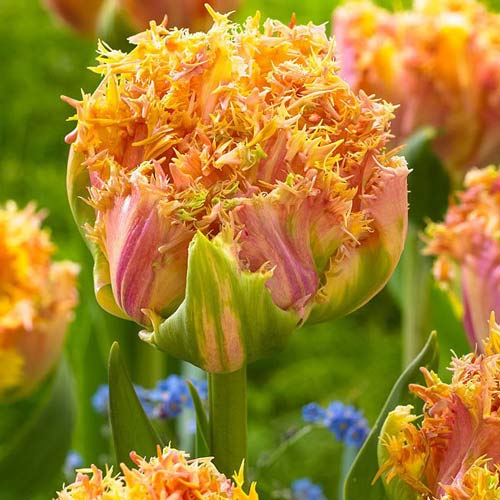 Tulpe Esprit interface.image 1 interface.art 68029