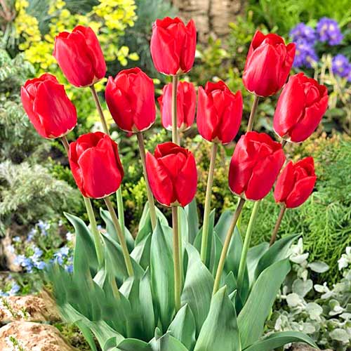 Tulpe Fostery King interface.image 1 interface.art 67856