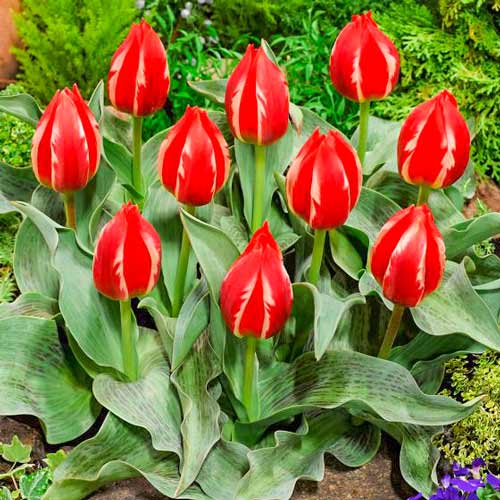 Tulpe Friendly Fire interface.image 1 interface.art 70264