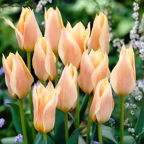 Tulpe Fur Elise interface.image 1 interface.art 70265