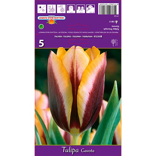 Tulpe Gavota interface.image 1 interface.art 67840