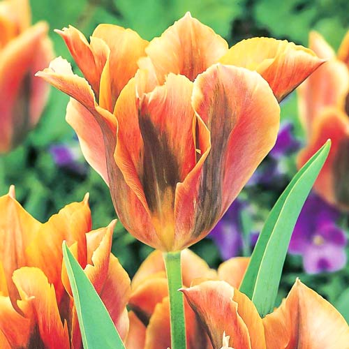 Tulpe Golden Artist interface.image 1 interface.art 68032