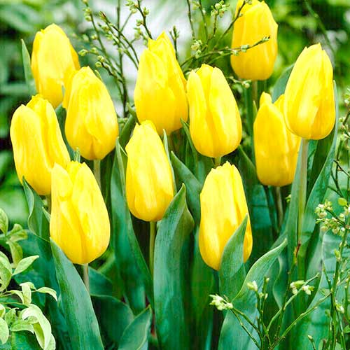 Tulpe Golden Oxford interface.image 1 interface.art 70248