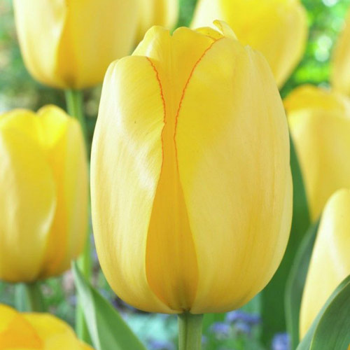 Tulpe Golden Parade interface.image 1 interface.art 67715