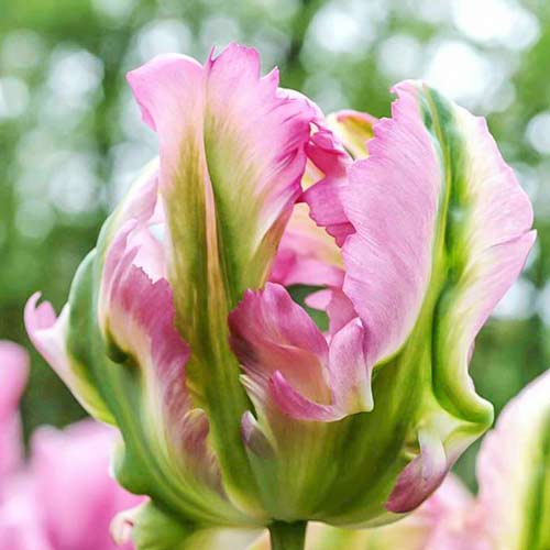 Tulpe Green Wave interface.image 1 interface.art 67720