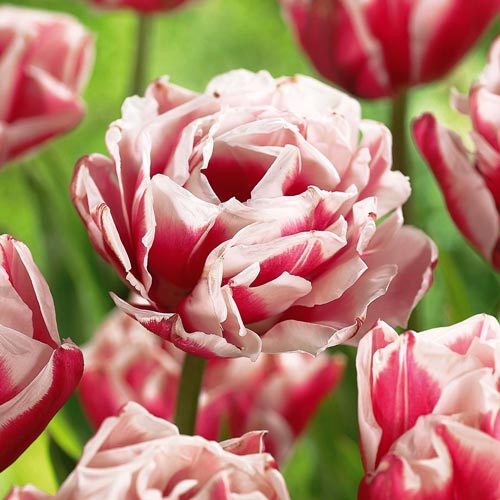 Tulpe Horizon interface.image 1 interface.art 68109