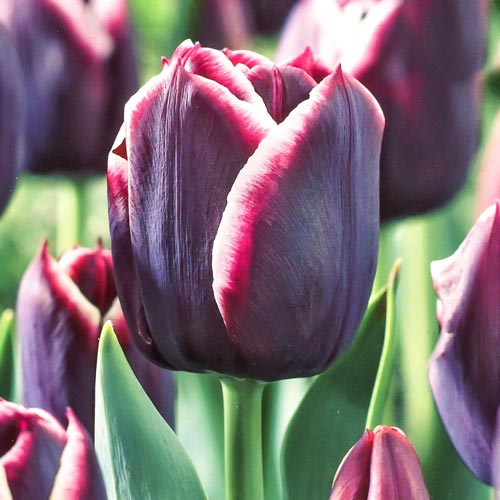 Tulpe Jackpot interface.image 1 interface.art 67727