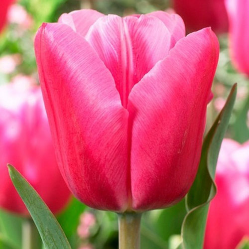 Tulpe Jumbo Pink interface.image 1 interface.art 67726