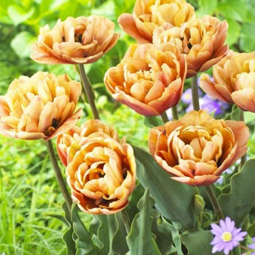 Tulpe La Belle Epoque interface.image 1 interface.art 70254