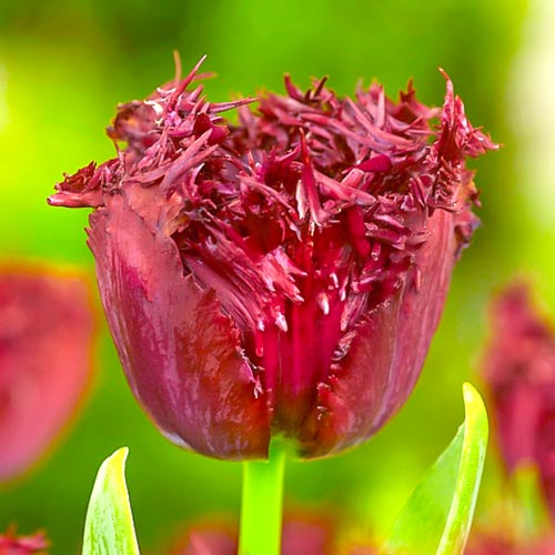 Tulpe Labrador interface.image 1 interface.art 68028