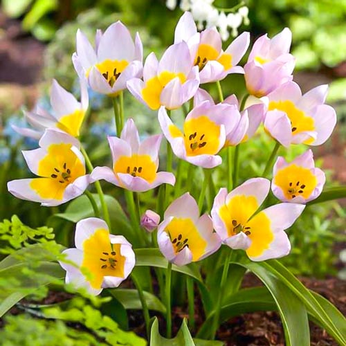 Tulpe Lilac Wonder interface.image 1 interface.art 67751