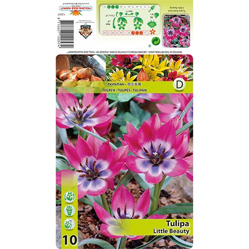 Tulpe Little Beauty interface.image 1 interface.art 67499