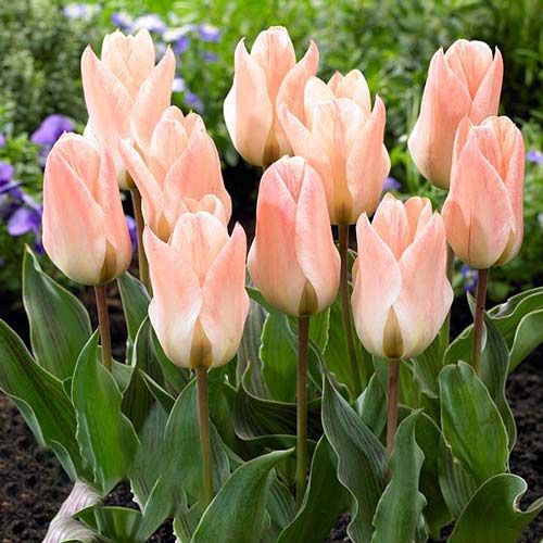 Tulpe Little Girl interface.image 1 interface.art 68108